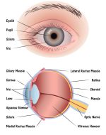 Honey Color Extended Wear Contact Lenses - Natural Look, 14.2mm - Image 4