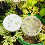 Aloe Vera Gel (100g) - Image 2