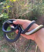 Realistic Rubber Snakes Long Fake Snake,Pranks Toy Snakes - Image 3
