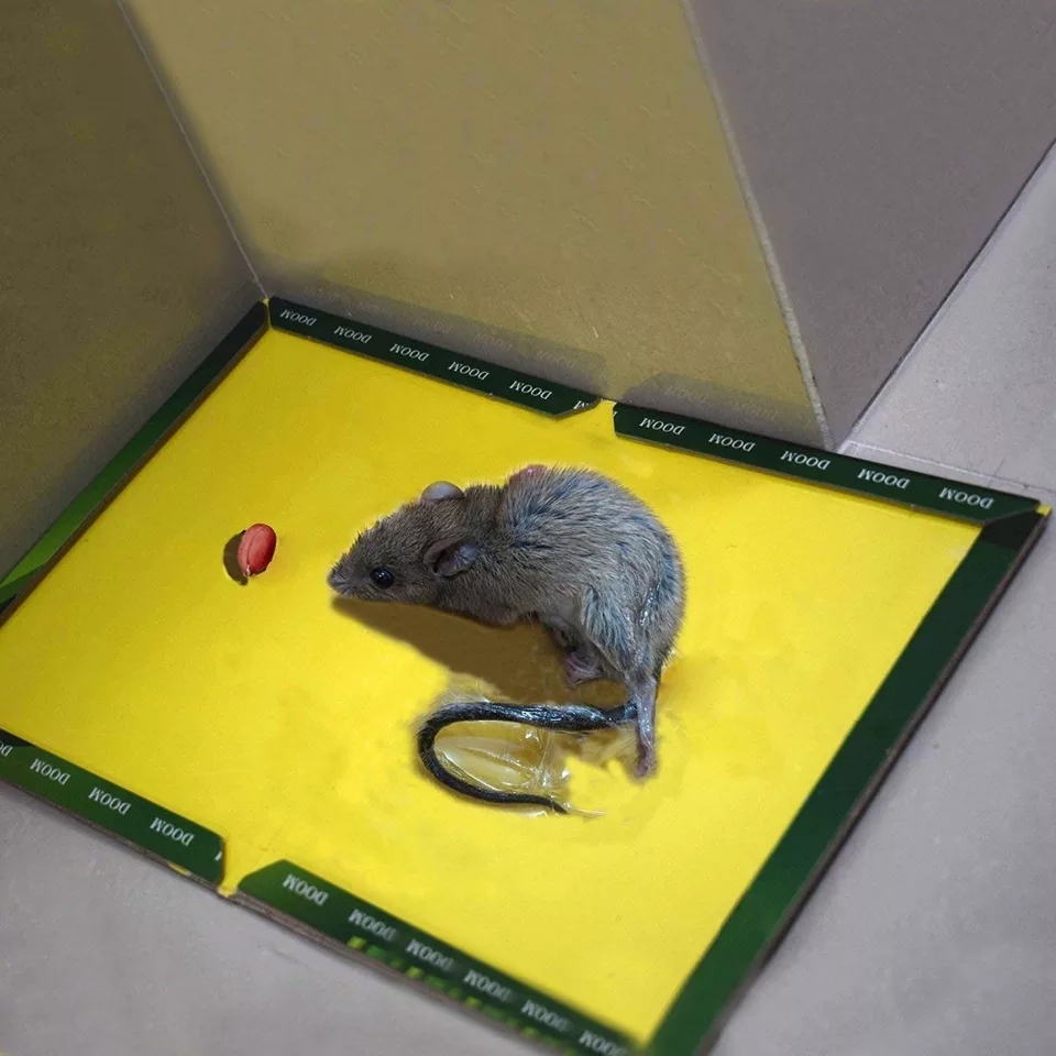WhatsApp-Image-2023-11-15-at-1.51.02-PM-2.jpeg Mouse and Rat Glue Board (Book Type) - Image 1