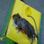 Reusable Expert Mouse & Rat Glue Trap â€“ Heavy Duty, Strong Adhesive, Pre-Baited, Non-Toxic, Odorless, Child-Safe Pest Control for Rodents, Insects, and Bugs
