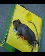Reusable Expert Mouse & Rat Glue Trap â€“ Heavy Duty, Strong Adhesive, Pre-Baited, Non-Toxic, Odorless, Child-Safe Pest Control for Rodents, Insects, and Bugs