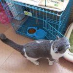 Cat Shaped Double food bowl Pet Plastic food bowl (Random Color) - Image 2