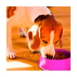 round  Shaped food bowl Pet Plastic food bowl (Random Color)  8 inch - Image 2